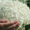Annabelle Hydrangea - 1 Gallon Pot -Foxtail Plant Shop hydrangea arborescens annabelle 21