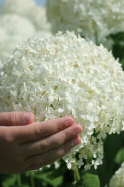 Annabelle Hydrangea - 1 Gallon Pot