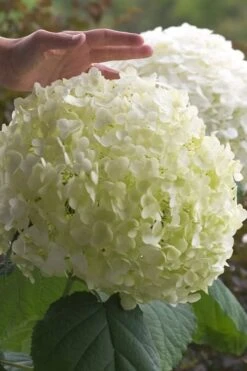 Incrediball Smooth Hydrangea - 3 Gallon Pot -Foxtail Plant Shop hydrangea arborescens incrediball 10