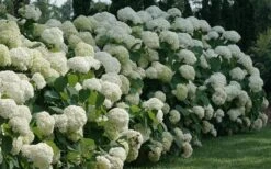 Incrediball Smooth Hydrangea - 3 Gallon Pot -Foxtail Plant Shop hydrangea arborescens incrediball 12