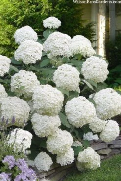 Incrediball Smooth Hydrangea - 3 Gallon Pot -Foxtail Plant Shop hydrangea arborescens incrediball 16