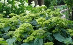 Invincibelle Sublime Smooth Hydrangea - 3 Gallon Pot -Foxtail Plant Shop hydrangea arborescens invincibelle sublime 2