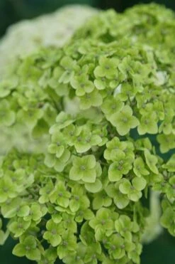 Invincibelle Sublime Smooth Hydrangea - 3 Gallon Pot -Foxtail Plant Shop hydrangea arborescens invincibelle sublime 3