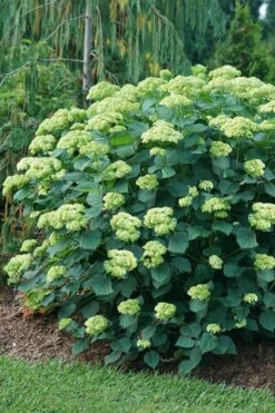 Invincibelle Sublime Smooth Hydrangea - 3 Gallon Pot -Foxtail Plant Shop hydrangea arborescens invincibelle sublime 6