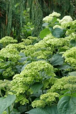 Invincibelle Sublime Smooth Hydrangea - 3 Gallon Pot -Foxtail Plant Shop hydrangea arborescens invincibelle sublime 7