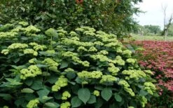 Invincibelle Sublime Smooth Hydrangea - 3 Gallon Pot -Foxtail Plant Shop hydrangea arborescens invincibelle sublime 8
