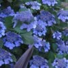 Bluebird Hydrangea - 1 Gallon Pot -Foxtail Plant Shop hydrangea bluebird 21 1