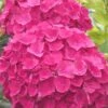 Charm Red Hydrangea - 3 Gallon Pot -Foxtail Plant Shop hydrangea charm red 5 1