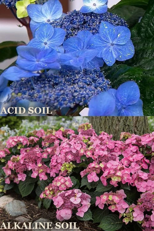 Endless Summer 'Pop Star' Hydrangea - 3 Gallon Pot 4 Endless Summer 'Pop Star' Hydrangea - 3 Gallon Pot - Image 4