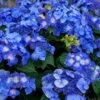 Endless Summer 'Pop Star' Hydrangea - 3 Gallon Pot -Foxtail Plant Shop hydrangea endless summer pop star 4
