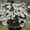 Fairytrail Bride Cascade Hydrangea - 2.5 Gallon Pot -Foxtail Plant Shop hydrangea fairytrail bride 11 1