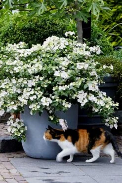 Fairytrail Bride Cascade Hydrangea - 3 Gallon Pot -Foxtail Plant Shop hydrangea fairytrail bride 7 2