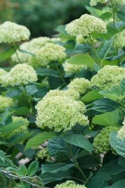 Invincibelle Sublime Smooth Hydrangea - 3 Gallon Pot -Foxtail Plant Shop hydrangea invincibelle sublime 500x750 1