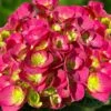 Akadama Hydrangea - 3 Gallon Pot -Foxtail Plant Shop hydrangea macrophylla akadama 2