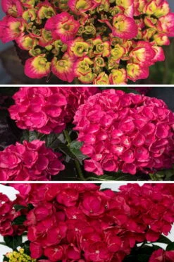 Akadama Hydrangea - 3 Gallon Pot 9 Akadama Hydrangea - 3 Gallon Pot -Foxtail Plant Shop hydrangea macrophylla akadama 3