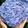 Big Daddy Hydrangea - 3 Gallon Pot -Foxtail Plant Shop hydrangea macrophylla big daddy 101 3