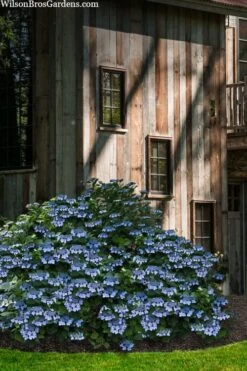 Blue Wave Lacecap Hydrangea - 3 Gallon Pot -Foxtail Plant Shop hydrangea macrophylla blue wave 22