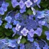 Blue Wave Lacecap Hydrangea - 3 Gallon Pot -Foxtail Plant Shop hydrangea macrophylla blue wave 23