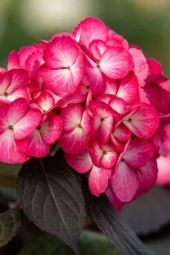 Eclipse Bigleaf Hydrangea - 3 Gallon Pot -Foxtail Plant Shop hydrangea macrophylla eclipse 1