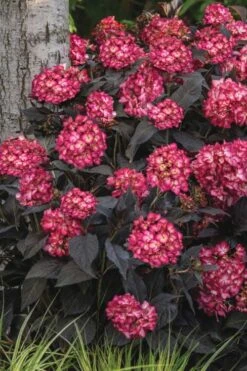 Eclipse Bigleaf Hydrangea - 3 Gallon Pot -Foxtail Plant Shop hydrangea macrophylla eclipse 3