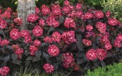 Eclipse Bigleaf Hydrangea - 3 Gallon Pot -Foxtail Plant Shop hydrangea macrophylla eclipse 4