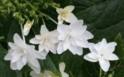Fuji Waterfall Hydrangea - 1 Gallon Pot -Foxtail Plant Shop hydrangea macrophylla fuji waterfall 2 1