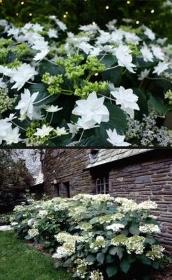 Fuji Waterfall Hydrangea - 3 Gallon Pot 10 Fuji Waterfall Hydrangea - 3 Gallon Pot -Foxtail Plant Shop hydrangea macrophylla fuji waterfall 4