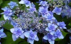 Izu No Hana Lacecap Hydrangea - 3 Gallon Pot -Foxtail Plant Shop hydrangea macrophylla izu no ito 4