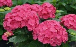 Let's Dance 'Big Band' Dwarf Hydrangea - 3 Gallon Pot -Foxtail Plant Shop hydrangea macrophylla lets dance big band 1