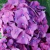 Let's Dance 'Big Band' Dwarf Hydrangea - 3 Gallon Pot -Foxtail Plant Shop hydrangea macrophylla lets dance big band 2