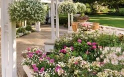 Let's Dance 'Big Band' Dwarf Hydrangea - 3 Gallon Pot -Foxtail Plant Shop hydrangea macrophylla lets dance big band 4