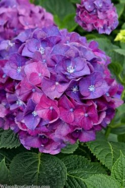 Let's Dance 'Big Band' Dwarf Hydrangea - 3 Gallon Pot -Foxtail Plant Shop hydrangea macrophylla lets dance big band 5