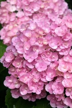 Love Hydrangea - 3 Gallon Pot -Foxtail Plant Shop hydrangea macrophylla love 5