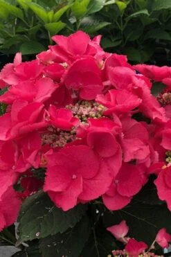 Cherry Explosion Hydrangea - 1 Gallon Pot 7 Cherry Explosion Hydrangea - 1 Gallon Pot -Foxtail Plant Shop hydrangea macrophylla mckay cherry explosion 100 1