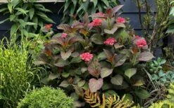 Miss Saori Hydrangea - 1 Gallon Pot -Foxtail Plant Shop hydrangea macrophylla miss saori 9