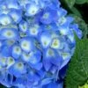 Nantucket Blue Hydrangea - 3 Gallon Pot -Foxtail Plant Shop hydrangea macrophylla nantucket 1
