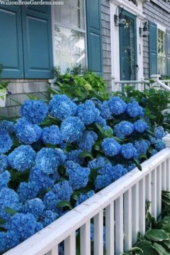 Nantucket Blue Hydrangea - 3 Gallon Pot 10 Nantucket Blue Hydrangea - 3 Gallon Pot -Foxtail Plant Shop hydrangea macrophylla nantucket 2