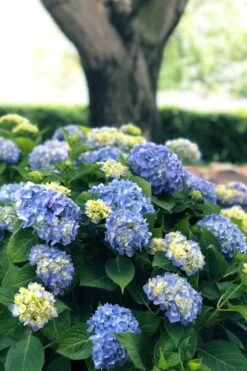 Nantucket Blue Hydrangea - 3 Gallon Pot 13 Nantucket Blue Hydrangea - 3 Gallon Pot -Foxtail Plant Shop hydrangea macrophylla nantucket 3