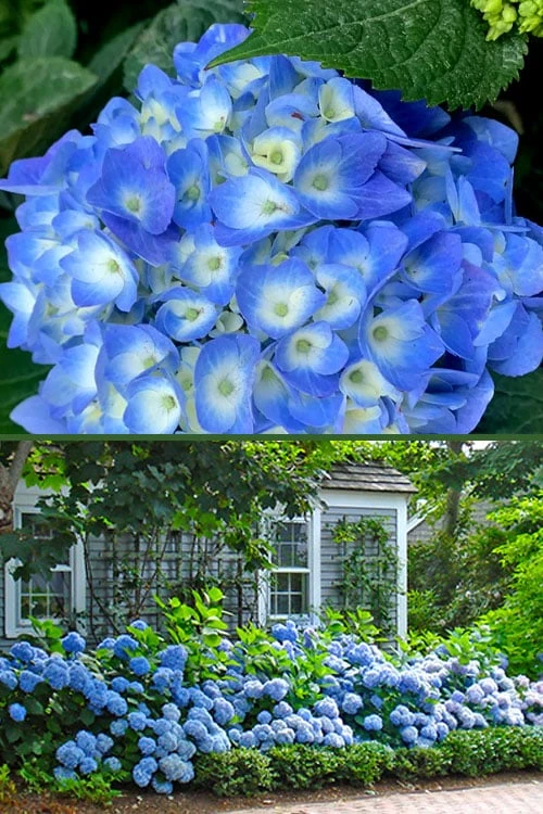 Nantucket Blue Hydrangea - 3 Gallon Pot 6 Nantucket Blue Hydrangea - 3 Gallon Pot - Image 6