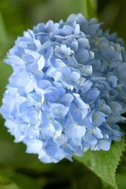 Penny Mac Hydrangea - 1 Gallon Pot -Foxtail Plant Shop hydrangea macrophylla penny mac 21 1