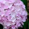 Penny Mac Hydrangea - 2 Gallon Pot -Foxtail Plant Shop hydrangea macrophylla penny mac 22 2