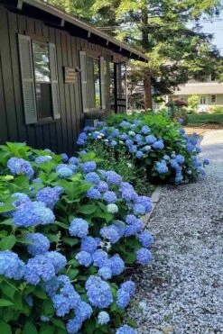Penny Mac Hydrangea - 2 Gallon Pot -Foxtail Plant Shop hydrangea macrophylla penny mac 23 2