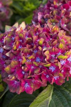 Pistachio Hydrangea - 3 Gallon Pot -Foxtail Plant Shop hydrangea macrophylla pistachio 2