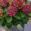 Pistachio Hydrangea - 3 Gallon Pot -Foxtail Plant Shop hydrangea macrophylla pistachio 4