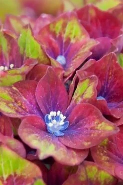 Pistachio Hydrangea - 5 Gallon Pot -Foxtail Plant Shop hydrangea macrophylla pistachio 5 1