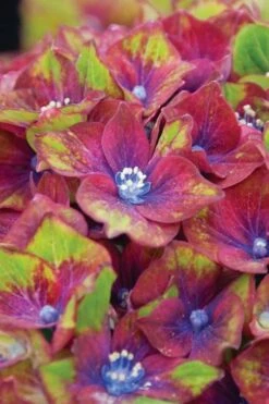 Pistachio Hydrangea - 5 Gallon Pot -Foxtail Plant Shop hydrangea macrophylla pistachio 6 1