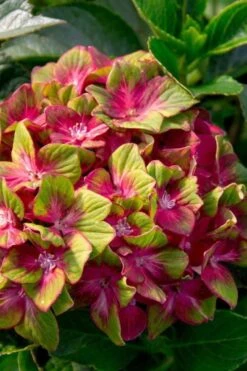 Pistachio Hydrangea - 5 Gallon Pot -Foxtail Plant Shop hydrangea macrophylla pistachio 7 1