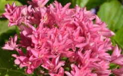 Princess Diana Hydrangea - 3 Gallon Pot 15 Princess Diana Hydrangea - 3 Gallon Pot -Foxtail Plant Shop hydrangea macrophylla princess diana 1