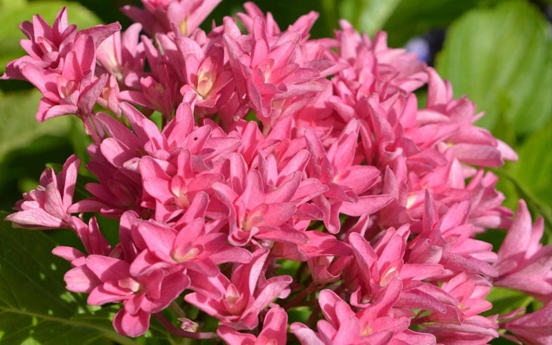 Princess Diana Hydrangea - 3 Gallon Pot 7 Princess Diana Hydrangea - 3 Gallon Pot - Image 7