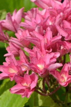 Princess Diana Hydrangea - 3 Gallon Pot 16 Princess Diana Hydrangea - 3 Gallon Pot -Foxtail Plant Shop hydrangea macrophylla princess diana 3